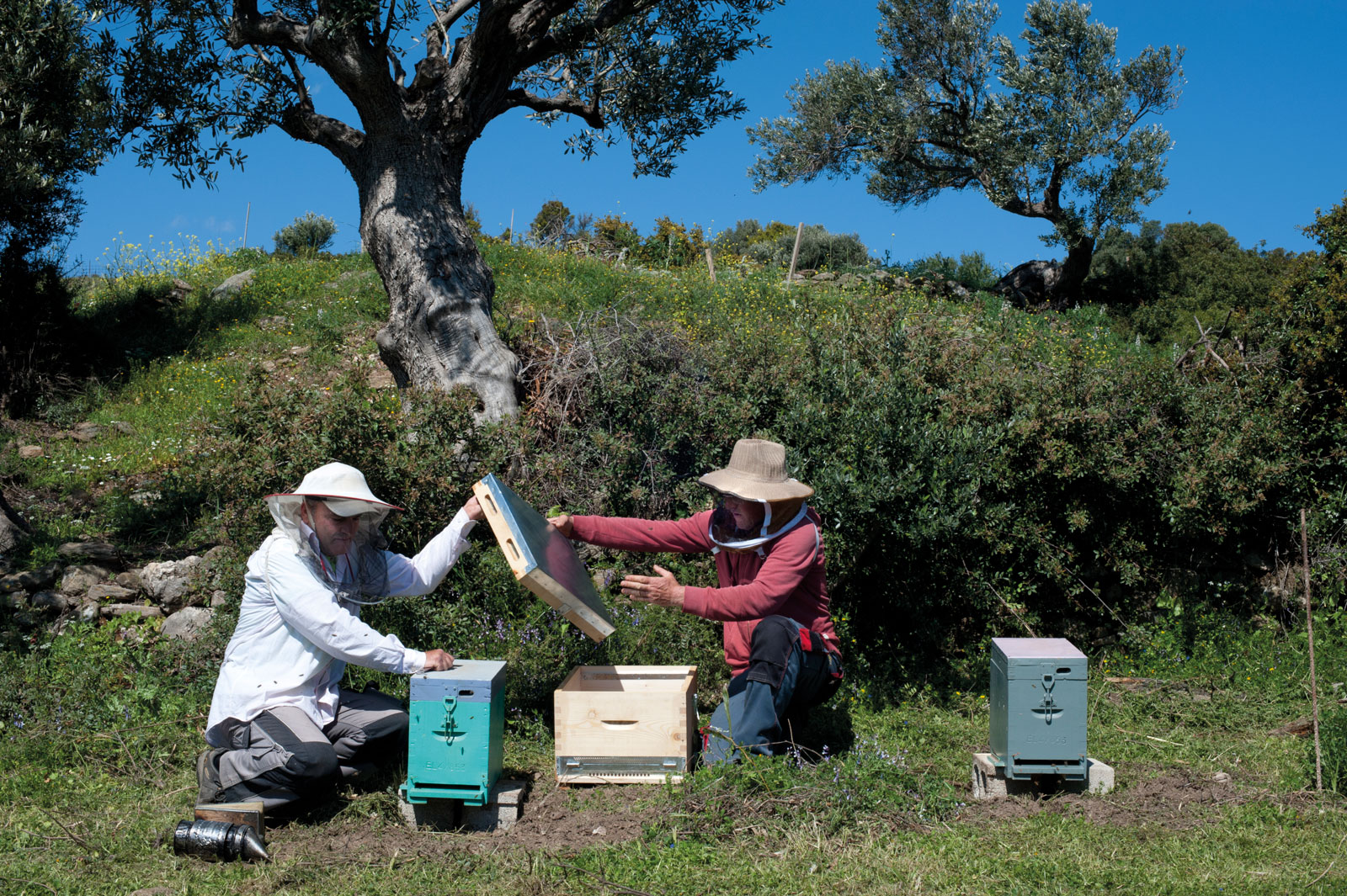 Ruches – C’est l’installation des premières abeilles amenées par un apiculteur de la région. Le moment est presque solennel.