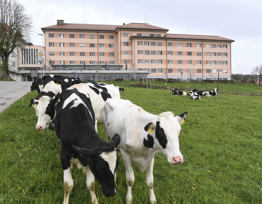 Des vaches devant le site de Billens de l'Hôpital fribourgeois.