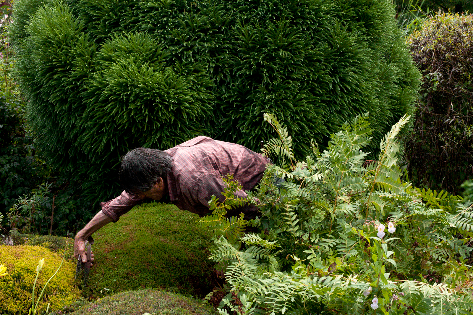 Yves Gillen, jardinier autodicate, taillant des buissons