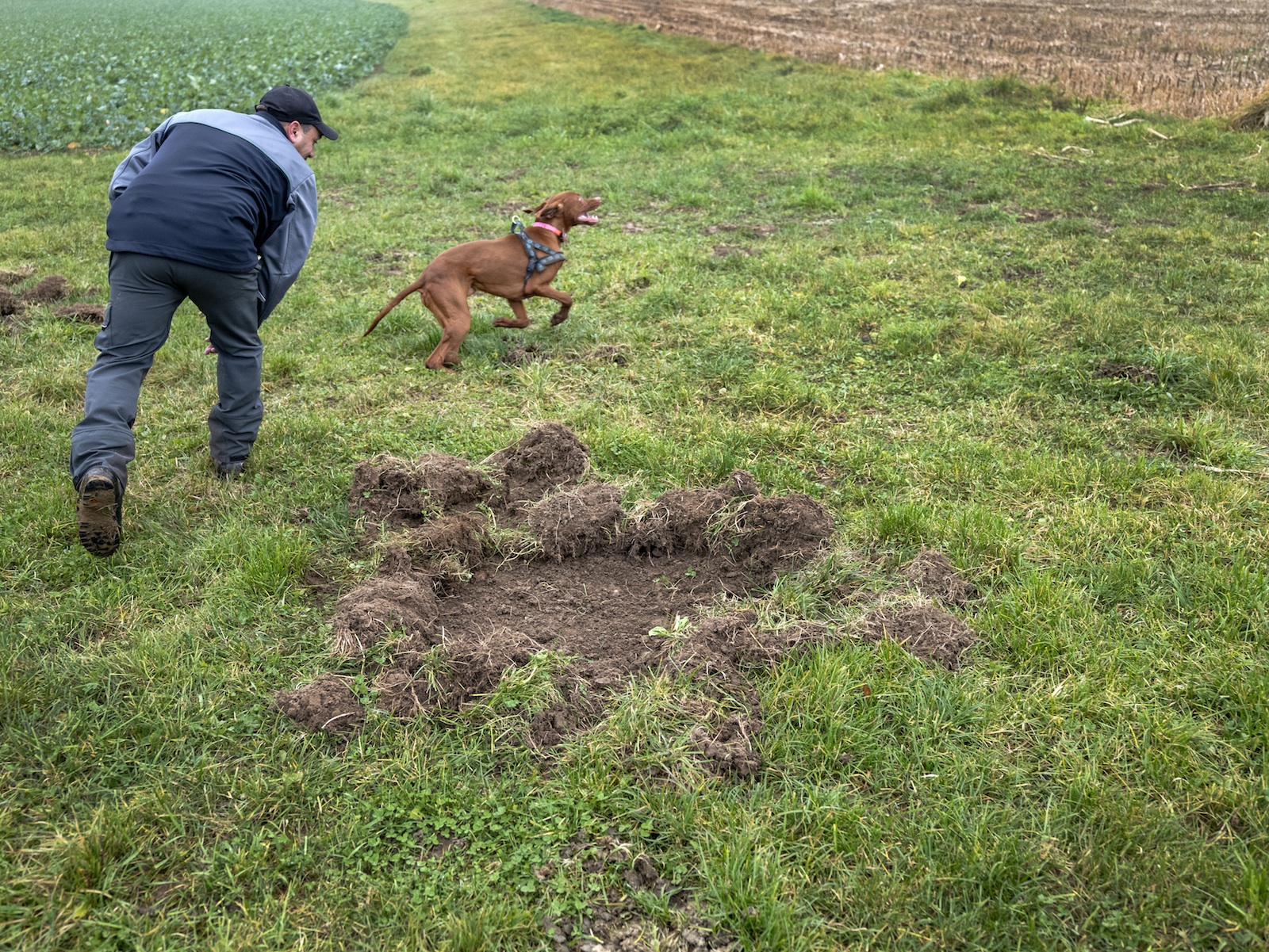 Le garde-faune et son chien dans un champ.