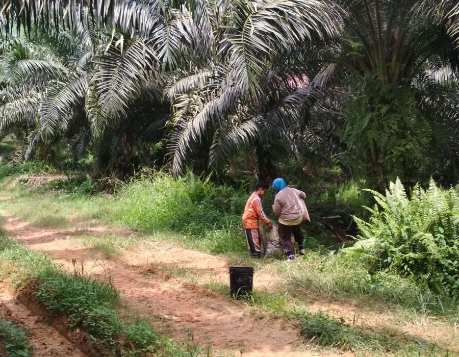 Des enfants au travail dans des plantations d'huile de palme.