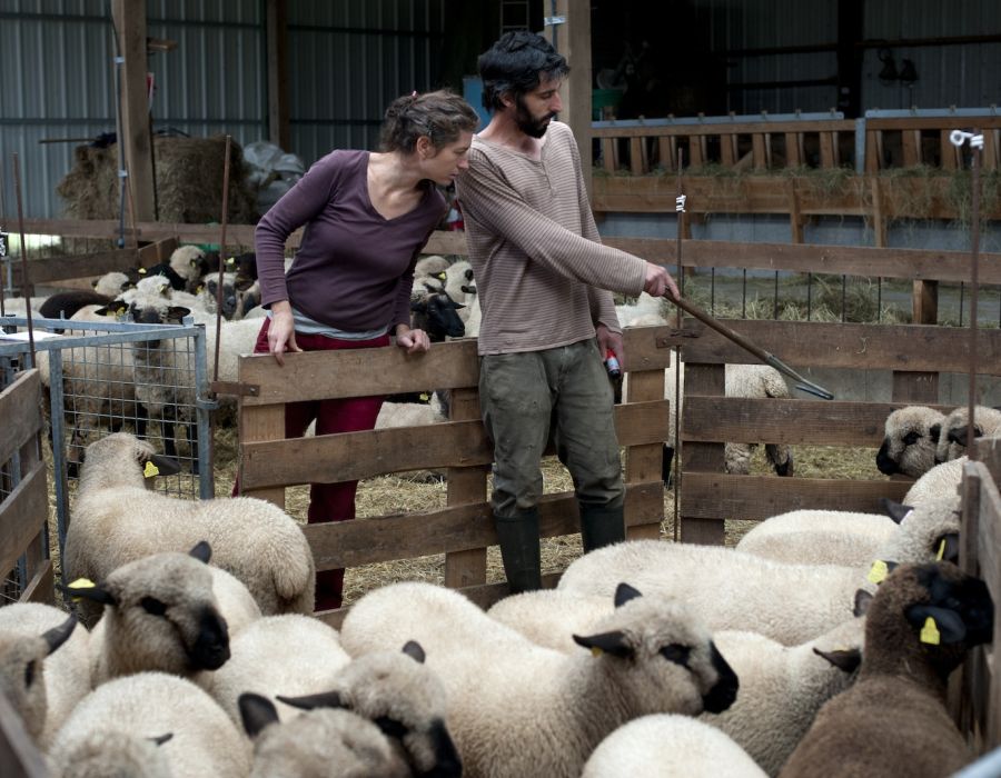 Tri des agnelles par le couple d'agriculteurs.