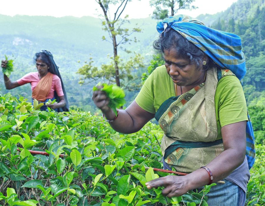 cueilleuses de thé au sri-lankais