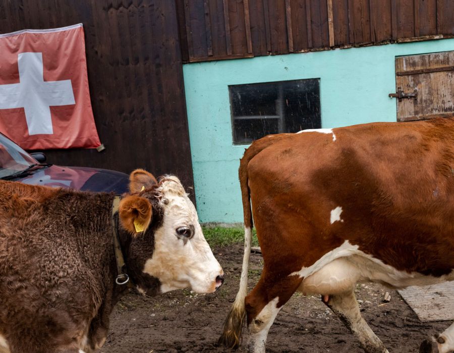 Exploitation agricole avec deux vaches et un drapeau suisse.